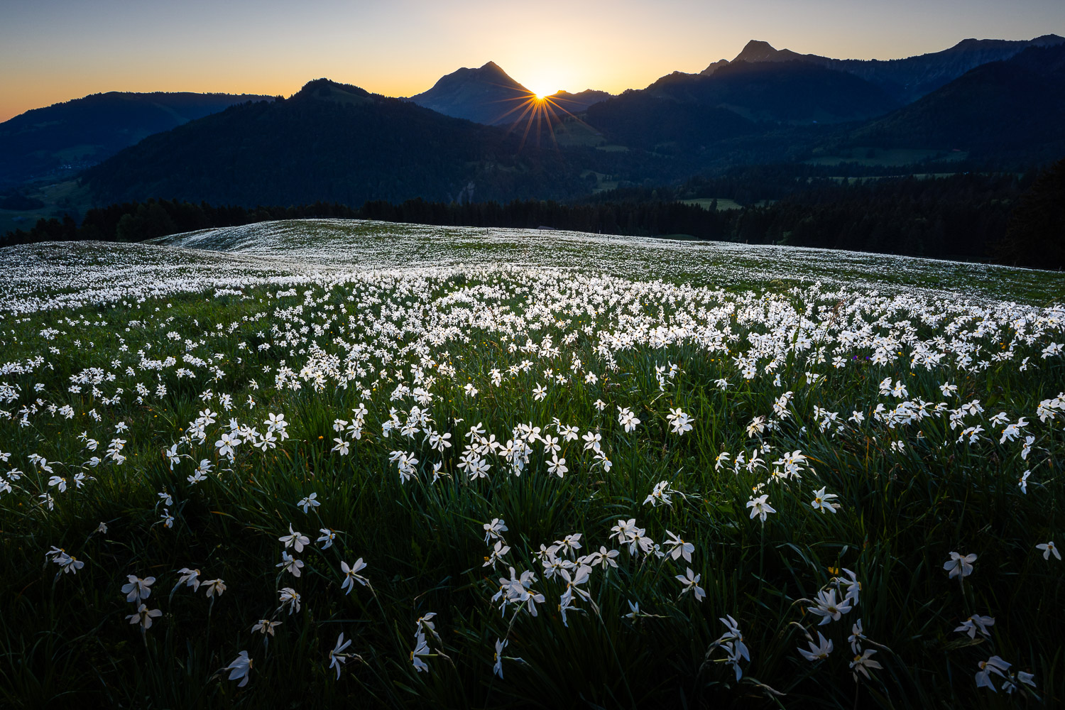 Narzissen Genfersee