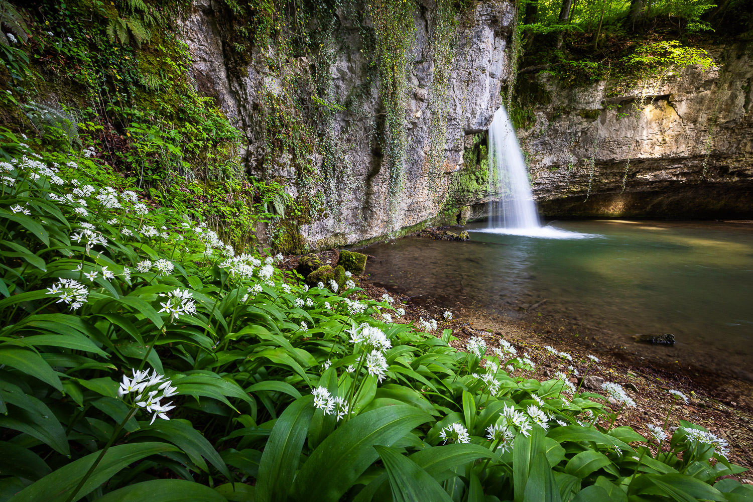 Wasserfall Bärlauch