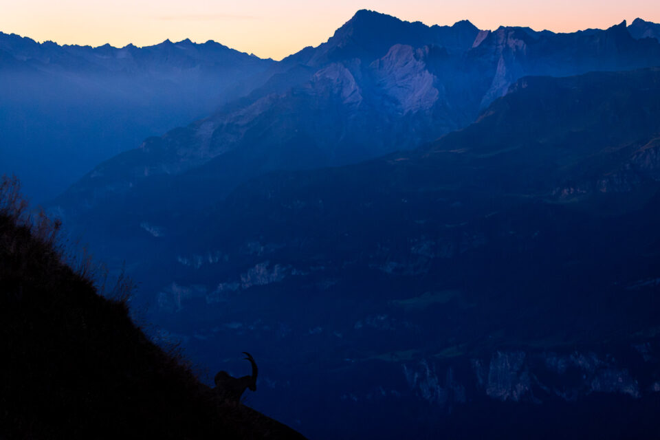 Steinbock Brienzer Rothorn