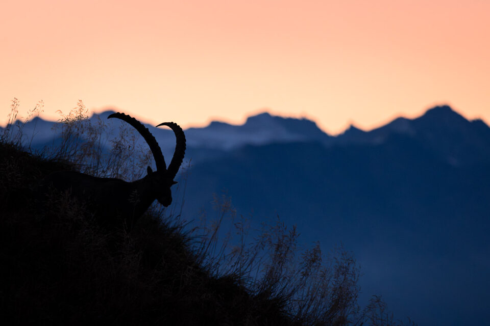 Steinbock Brienzer Rothorn