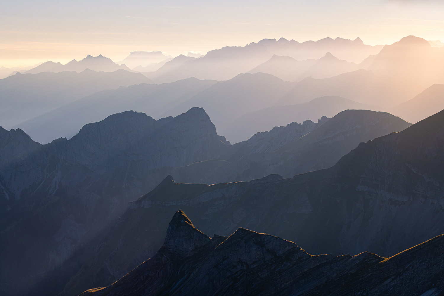 Steinbock Brienzer Rothorn